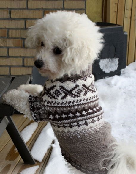 Источник высокого качества diy dog sweaters производителя и diy dog sweaters на 5perspectives.ru